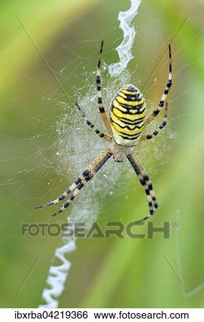 Wasp spider (Argiope bruennichi), female sitting in web, North Rhine-Westphalia, Germany, Europe View Large Photo Image Stock Photograph - Wasp spider (Argiope bruennichi), female sitting in web, North Rhine-Westphalia, Germany, Europe. Fotosearch