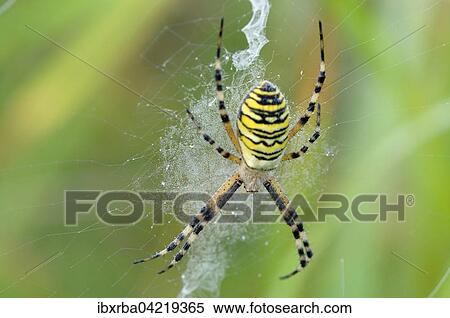 Wasp spider (Argiope bruennichi), female sitting in web, North Rhine-Westphalia, Germany, Europe View Large Photo Image Stock Photography - Wasp spider (Argiope bruennichi), female sitting in web, North Rhine-Westphalia, Germany, Europe. Fotosearch
