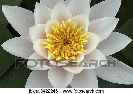 Water lily (Nymphaea hybrids Marliacea rosea), flowering View Large Photo Image Stock Image - Water lily (Nymphaea hybrids Marliacea rosea), flowering. Fotosearch