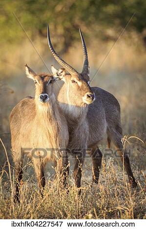 Waterbuck (Kobus ellipsiprymnus), couple in the evening sun, South Luangwa National Park, Zambia, Africa View Large Photo Image Stock Photo - Waterbuck (Kobus ellipsiprymnus), couple in the evening sun, South Luangwa National Park, Zambia, Africa. Fotosearch