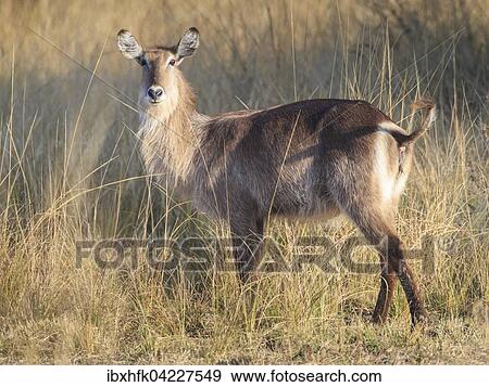 Waterbuck (Kobus ellipsiprymnus), female, in the evening sun, South Luangwa National Park, Zambia, Africa View Large Photo Image Stock Photo - Waterbuck (Kobus ellipsiprymnus), female, in the evening sun, South Luangwa National Park, Zambia, Africa. Fotosearch