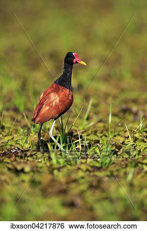 Wattled jacana (Jacana jacana), adult foraging, Pantanal, Mato Grosso, Brazil, South America View Large Photo Image Stock Photograph - Wattled jacana (Jacana jacana), adult foraging, Pantanal, Mato Grosso, Brazil, South America. Fotosearch