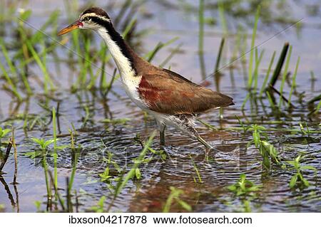 Wattled jacana (Jacana jacana), juvenile, foraging in the water, Pantanal, Mato Grosso, Brazil, South America View Large Photo Image Stock Photo - Wattled jacana (Jacana jacana), juvenile, foraging in the water, Pantanal, Mato Grosso, Brazil, South America. Fotosearch