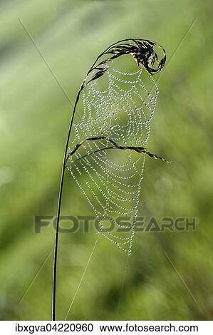 Web of a long-jawed orb weaver spider (Tetragnathidae), covered in dew drops, prevalent in Germany View Large Photo Image Stock Image - Web of a long-jawed orb weaver spider (Tetragnathidae), covered in dew drops, prevalent in Germany. Fotosearch