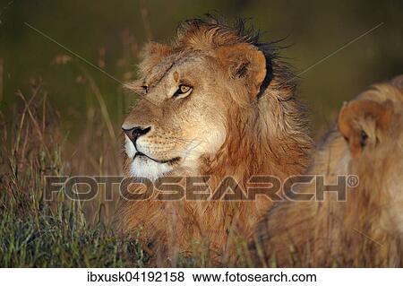 Wet, male lion (Panthera leo) at sunrise, Maasai Mara National Reserve, Narok County, Kenya, Africa View Large Photo Image Stock Photo - Wet, male lion (Panthera leo) at sunrise, Maasai Mara National Reserve, Narok County, Kenya, Africa. Fotosearch