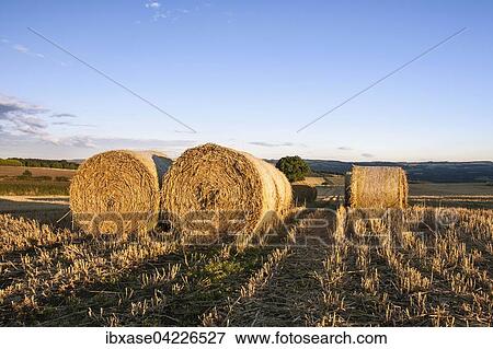 Wheat hay bales and stubble field, Newton, Northumberland, England, United Kingdom, Europe View Large Photo Image Stock Photo - Wheat hay bales and stubble field, Newton, Northumberland, England, United Kingdom, Europe. Fotosearch