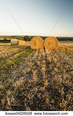 Stock Photo - Wheat hay bales and stubble field, Newton, Northumberland, England, United Kingdom, Europe. Fotosearch
