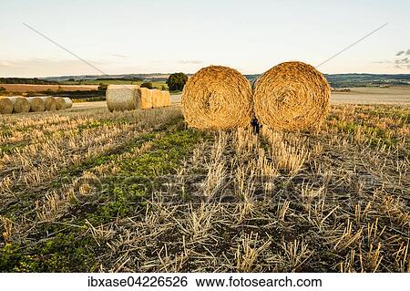 Wheat hay bales and stubble field, Newton, Northumberland, England, United Kingdom, Europe View Large Photo Image Stock Photograph - Wheat hay bales and stubble field, Newton, Northumberland, England, United Kingdom, Europe. Fotosearch