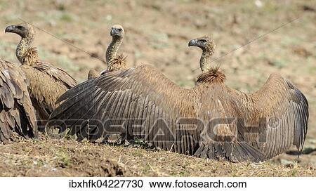 White-backed vulture (Gyps africanus) drying its wings, South Luangwa National Park, Zambia, Africa View Large Photo Image Stock Image - White-backed vulture (Gyps africanus) drying its wings, South Luangwa National Park, Zambia, Africa. Fotosearch