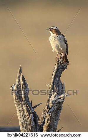 Stock Photograph - White-browed sparrow-weaver (Plocepasser mahali), on a lookout point, South Luangwa National Park, Zambia, Africa. Fotosearch
