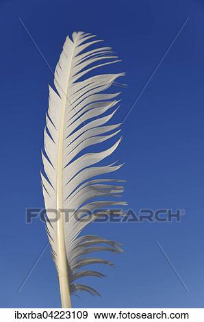 White feather in the wind, against a blue sky View Large Photo Image Stock Photo - White feather in the wind, against a blue sky. Fotosearch