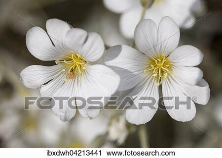 Stock Image - White flowers of a Snow-in-Summer plant (Cerastium tomentosum). Fotosearch