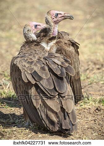 Stock Image - White-headed vulture (Trigonoceps occipital), couple, South Luangwa National Park, Zambia, Africa. Fotosearch