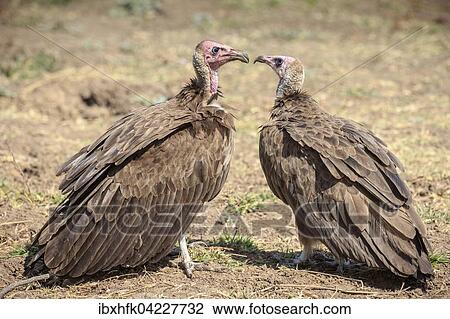 White-headed vulture (Trigonoceps occipital), couple, looking at one another, Sudluangwa National Park, South Luangwa National Park, Zambia, Africa View Large Photo Image Stock Image - White-headed vulture (Trigonoceps occipital), couple, looking at one another, Sudluangwa National Park, South Luangwa National Park, Zambia, Africa. Fotosearch