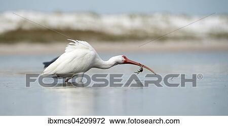 White Ibis (Eudocimus albus), foraging, Florida, USA, North America View Large Photo Image Stock Image - White Ibis (Eudocimus albus), foraging, Florida, USA, North America. Fotosearch