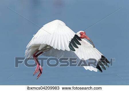 White Ibis (Eudocimus albus) in flight, Florida, USA, North America View Large Photo Image Stock Image - White Ibis (Eudocimus albus) in flight, Florida, USA, North America. Fotosearch