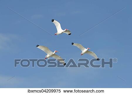 White Ibis (Eudocimus albus) in flight, Florida, USA, North America View Large Photo Image Stock Photography - White Ibis (Eudocimus albus) in flight, Florida, USA, North America. Fotosearch