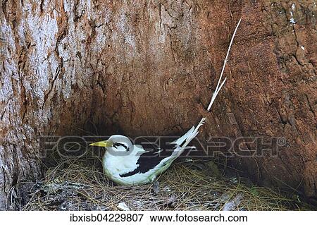 White-tailed tropicbird (Phaethon lepturus lepturus), brooding in a hollow palm trunk, Cousin island, Seychelles, Africa View Large Photo Image Stock Photo - White-tailed tropicbird (Phaethon lepturus lepturus), brooding in a hollow palm trunk, Cousin island, Seychelles, Africa. Fotosearch