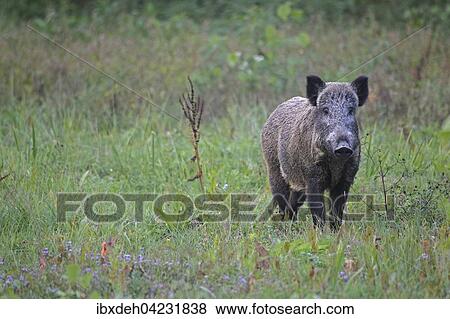 Wild boar (Sus scrofa), sow, standing alert in the grass, southern Hungary View Large Photo Image Stock Photo - Wild boar (Sus scrofa), sow, standing alert in the grass, southern Hungary. Fotosearch