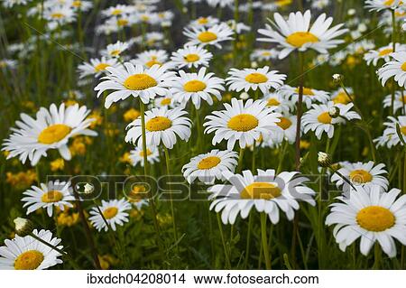 Wild Ox-eye Daisies or Oxeye Daisies (Leucanthemum vulgare) with wild yellow flowers, Quebec, Canada, North America View Large Photo Image Picture - Wild Ox-eye Daisies or Oxeye Daisies (Leucanthemum vulgare) with wild yellow flowers, Quebec, Canada, North America. Fotosearch