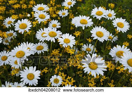 Wild Ox-eye Daisies or Oxeye Daisies (Leucanthemum vulgare) with wild yellow flowers, Quebec, Canada, North America View Large Photo Image Stock Image - Wild Ox-eye Daisies or Oxeye Daisies (Leucanthemum vulgare) with wild yellow flowers, Quebec, Canada, North America. Fotosearch