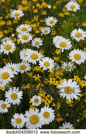 Wild Ox-eye Daisies or Oxeye Daisies (Leucanthemum vulgare) with wild yellow flowers, Quebec, Canada, North America View Large Photo Image Stock Image - Wild Ox-eye Daisies or Oxeye Daisies (Leucanthemum vulgare) with wild yellow flowers, Quebec, Canada, North America. Fotosearch
