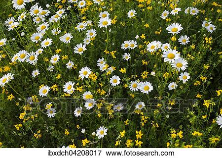 Stock Photo - Wild Ox-eye Daisies or Oxeye Daisies (Leucanthemum vulgare) with wild yellow flowers, Quebec, Canada, North America. Fotosearch