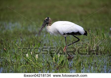 Wood stork (Mycteria americana), adult in a meadow, wet meadow, by the water, foraging, Pantanal, Mato Grosso, Brazil, South America View Large Photo Image Picture - Wood stork (Mycteria americana), adult in a meadow, wet meadow, by the water, foraging, Pantanal, Mato Grosso, Brazil, South America. Fotosearch
