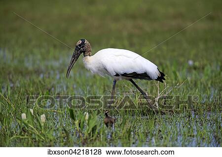 Wood stork (Mycteria americana), adult in a meadow, wet meadow, by the water, foraging, Pantanal, Mato Grosso, Brazil, South America View Large Photo Image Stock Photo - Wood stork (Mycteria americana), adult in a meadow, wet meadow, by the water, foraging, Pantanal, Mato Grosso, Brazil, South America. Fotosearch