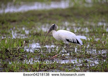Wood stork (Mycteria americana), adult in a meadow, wet meadow, by the water, foraging, Pantanal, Mato Grosso, Brazil, South America View Large Photo Image Stock Photo - Wood stork (Mycteria americana), adult in a meadow, wet meadow, by the water, foraging, Pantanal, Mato Grosso, Brazil, South America. Fotosearch