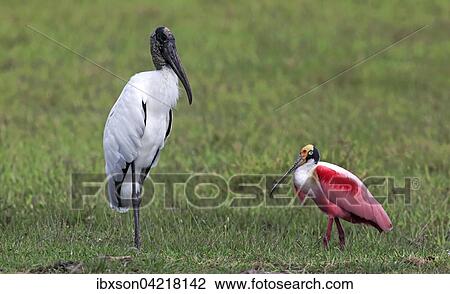 Wood stork (Mycteria americana), roseate spoonbill, (Ajaia ajaja), adult in a meadow, foraging, Pantanal, Mato Grosso, Brazil, South America View Large Photo Image Stock Image - Wood stork (Mycteria americana), roseate spoonbill, (Ajaia ajaja), adult in a meadow, foraging, Pantanal, Mato Grosso, Brazil, South America. Fotosearch