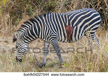 Picture - Wounded Crawshay's zebra (Equus quagga crawshaii), grazing, South Luangwa National Park, Zambia, Africa. Fotosearch