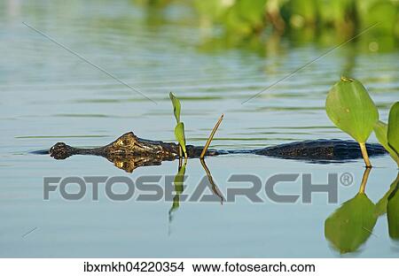 Yacare caiman (Caiman Yacare, Caiman crocodilus yacare), lurking in the water, Pantanal, Brazil, South America View Large Photo Image Picture - Yacare caiman (Caiman Yacare, Caiman crocodilus yacare), lurking in the water, Pantanal, Brazil, South America. Fotosearch