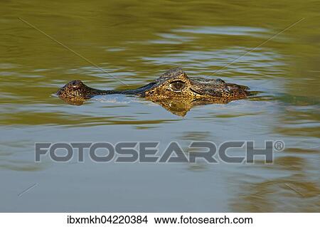 Yacare caiman (Caiman Yacare, Caiman crocodilus yacare), lurking in the water, portrait, Pantanal, Brazil, South America View Large Photo Image Picture - Yacare caiman (Caiman Yacare, Caiman crocodilus yacare), lurking in the water, portrait, Pantanal, Brazil, South America. Fotosearch