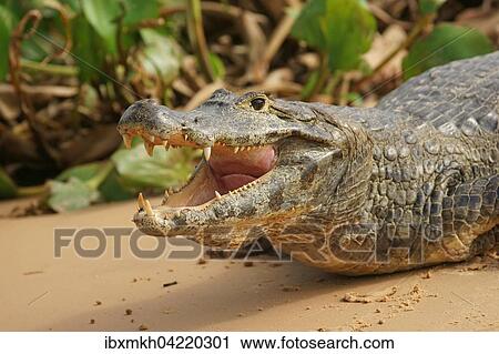 Yacare caiman (Caiman Yacare, Caiman crocodilus yacare) with open mouth, Pantanal, Brazil, South America View Large Photo Image Stock Image - Yacare caiman (Caiman Yacare, Caiman crocodilus yacare) with open mouth, Pantanal, Brazil, South America. Fotosearch