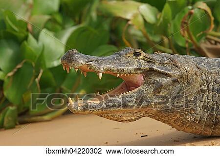 Yacare caiman (Caiman Yacare, Caiman crocodilus yacare) with open mouth, Pantanal, Brazil, South America View Large Photo Image Stock Image - Yacare caiman (Caiman Yacare, Caiman crocodilus yacare) with open mouth, Pantanal, Brazil, South America. Fotosearch