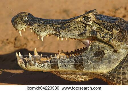 Yacare caiman (Caiman Yacare, Caiman crocodilus yacare), with open mouth, portrait, Pantanal, Brazil, South America View Large Photo Image Stock Image - Yacare caiman (Caiman Yacare, Caiman crocodilus yacare), with open mouth, portrait, Pantanal, Brazil, South America. Fotosearch