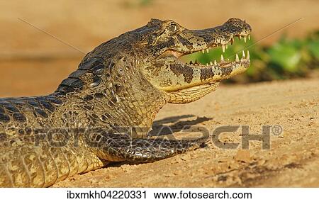 Yacare caiman (Caiman Yacare, Caiman crocodilus yacare), with open mouth, Pantanal, Brazil, South America View Large Photo Image Stock Image - Yacare caiman (Caiman Yacare, Caiman crocodilus yacare), with open mouth, Pantanal, Brazil, South America. Fotosearch