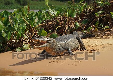 Yacare caiman (Caiman Yacare, Caiman crocodilus yacare) with open mouth, Pantanal, Brazil, South America View Large Photo Image Stock Image - Yacare caiman (Caiman Yacare, Caiman crocodilus yacare) with open mouth, Pantanal, Brazil, South America. Fotosearch
