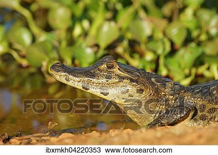 Stock Image - Yacare caiman (Caiman Yacare, Caiman crocodilus yacare) on the shore, Pantanal, Brazil, South America. Fotosearch