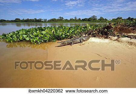 Yacare caiman (Caiman Yacare, Caiman crocodilus yacare), lying on a sand bank, Pantanal, Brazil, South America View Large Photo Image Stock Image - Yacare caiman (Caiman Yacare, Caiman crocodilus yacare), lying on a sand bank, Pantanal, Brazil, South America. Fotosearch