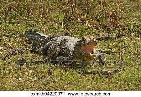 Yacare caiman (Caiman Yacare, Caiman crocodilus yacare), female with hatchlings, Pantanal, Brazil, South America View Large Photo Image Stock Image - Yacare caiman (Caiman Yacare, Caiman crocodilus yacare), female with hatchlings, Pantanal, Brazil, South America. Fotosearch
