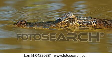 Yacare caiman (Caiman Yacare, Caiman crocodilus yacare), lurking in the water, portrait, Pantanal, Brazil, South America View Large Photo Image Stock Image - Yacare caiman (Caiman Yacare, Caiman crocodilus yacare), lurking in the water, portrait, Pantanal, Brazil, South America. Fotosearch