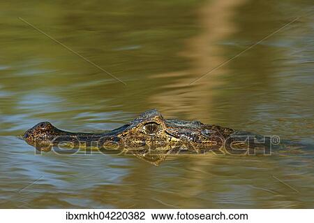 Yacare caiman (Caiman Yacare, Caiman crocodilus yacare), lurking in the water, portrait, Pantanal, Brazil, South America View Large Photo Image Stock Image - Yacare caiman (Caiman Yacare, Caiman crocodilus yacare), lurking in the water, portrait, Pantanal, Brazil, South America. Fotosearch