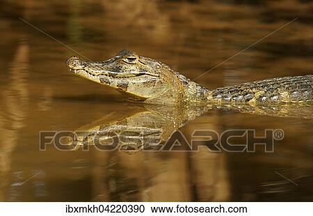 Yacare caiman (Caiman Yacare, Caiman crocodilus yacare), in water, Pantanal, Brazil, South America View Large Photo Image Stock Image - Yacare caiman (Caiman Yacare, Caiman crocodilus yacare), in water, Pantanal, Brazil, South America. Fotosearch