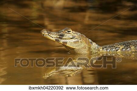 Yacare caiman (Caiman Yacare, Caiman crocodilus yacare), in water, Pantanal, Brazil, South America View Large Photo Image Stock Image - Yacare caiman (Caiman Yacare, Caiman crocodilus yacare), in water, Pantanal, Brazil, South America. Fotosearch