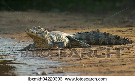 Yacare caiman (Caiman Yacare, Caiman crocodilus yacare), on the shore, Pantanal, Brazil, South America View Large Photo Image Stock Image - Yacare caiman (Caiman Yacare, Caiman crocodilus yacare), on the shore, Pantanal, Brazil, South America. Fotosearch