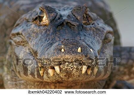 Yacare caiman (Caiman Yacare, Caiman crocodilus yacare) portrait, Pantanal, Brazil, South America View Large Photo Image Stock Image - Yacare caiman (Caiman Yacare, Caiman crocodilus yacare) portrait, Pantanal, Brazil, South America. Fotosearch
