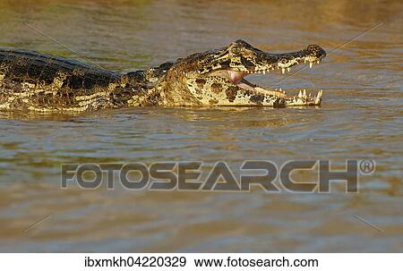 Stock Photo - Yacare caiman (Caiman Yacare, Caiman crocodilus yacare), with open mouth, in water, Pantanal, Brazil, South America. Fotosearch