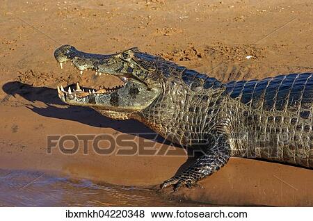 Stock Photo - Yacare caiman (Caiman Yacare, Caiman crocodilus yacare) with open mouth, Pantanal, Brazil, South America. Fotosearch